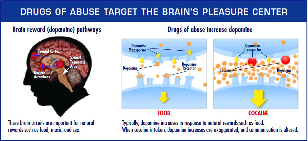 Addiction help: how drugs affect the brain resulting in addiction